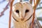 Eastern Barn Owl in South Australia