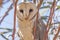 Eastern Barn Owl in South Australia