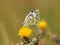 Eastern Bath White butterfly, Pontia edusa, Centaurea solstitialis