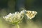 Eastern Bath white, Pontia edusa, butterfly