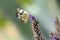 Eastern Bath white, Pontia edusa, butterfly feeding on Lavender