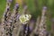 Eastern Bath white, Pontia edusa, butterfly feeding on Lavender