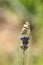 Eastern Bath white, Pontia edusa, butterfly pollinating in a meadow