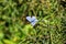 Eastern Baton Blue, Pseudophilotes vicrama, endangered species of butterfly located in Europe. This blue butterfly flies in bushes