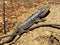 Eastern Bearded Dragon lizard basking in sun in Australia