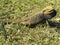 Eastern Bearded Dragon lizard in grass, Australian wildlife