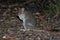 Eastern Bettong - Bettongia gaimardi very small wallaby - kangaroo living in Australia