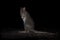 Eastern Bettong - Bettongia gaimardi very small wallaby in the night - kangaroo living in Australia