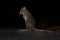 Eastern Bettong - Bettongia gaimardi very small wallaby in the night - kangaroo living in Australia