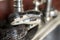 Eastern Black Rat Snake flicking forked tongue coiled in kitchen sink inside home