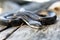 Eastern Black Rat Snake scales coiled on a picnic table in Georgia