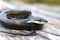 Eastern Black Rat Snake scales coiled on a picnic table in Georgia