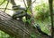 Eastern Black Rat Snake in a tree coiled