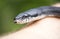 Eastern Black Ratsnake flicking forked tongue crawling on arm