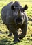 Eastern Black Rhino
