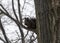 Eastern black squirrel on tree in Bronx NY in winter
