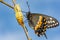 Eastern Black Swallowtail Butterfly