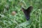 Eastern Black Swallowtail Butterfly 2020 VIII