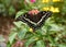 Eastern black swallowtail Butterfly