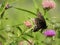 Eastern Black Swallowtail butterfly on Bull Thistle flower