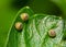 Eastern Black Swallowtail butterfly eggs on a parsley leaf, ready to eclose