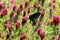 Eastern Black Swallowtail butterfly in a field of Crimson Clover