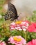 Eastern Black Swallowtail butterfly in garden