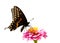 Eastern Black Swallowtail butterfly, isolated