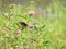 Eastern Black Swallowtail butterfly at Montezuma marsh