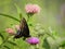Eastern Black Swallowtail butterfly among wildflowers