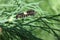 Eastern Black Swallowtail Caterpillar eating some dill.