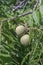 Eastern black walnut fruits