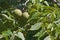 Eastern black walnut fruits