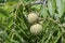 Eastern black walnut fruits