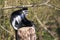 Eastern black-and-white colobus monkey