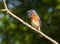 Eastern Blue Bird