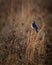 Eastern Blue Bird at Hatchie national wildlife refuge in Tennessee