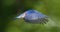 Eastern blue bird male (Sialia sialis) in flight with wings extended in front of head