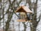 Eastern Blue Bird Standing on Wooden Bird Feeder Getting Food