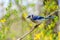 Eastern blue jay bird with spring greenery and yellow flowers