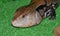 The eastern blue-tongued lizard Tiliqua scincoides scincoides