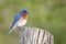 Eastern Bluebird