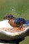 Eastern Bluebird