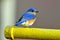 Eastern Bluebird