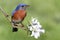 Eastern Bluebird