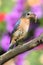 Eastern Bluebird