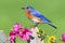 Eastern Bluebird