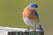 Eastern Bluebird