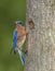 Eastern Bluebird and baby at the nest