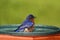 Eastern Bluebird Beating The Heat